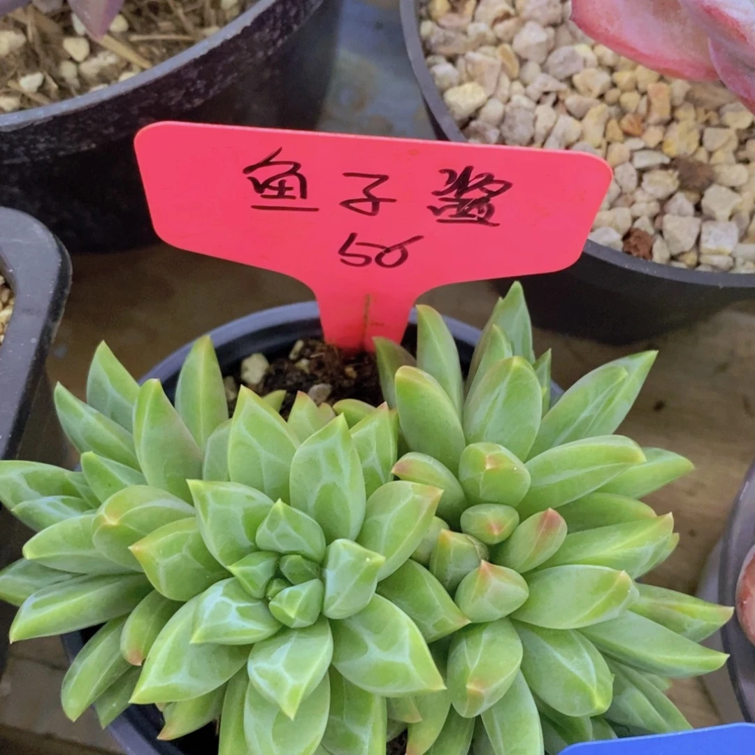 开心多肉专场4，一物一拍