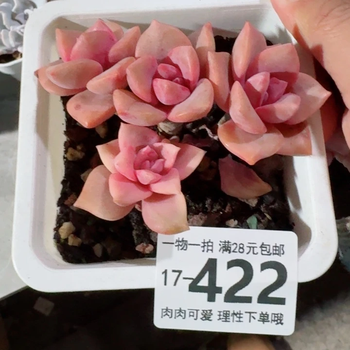 彩虹糖多肉无盆土发货无盆土发货无