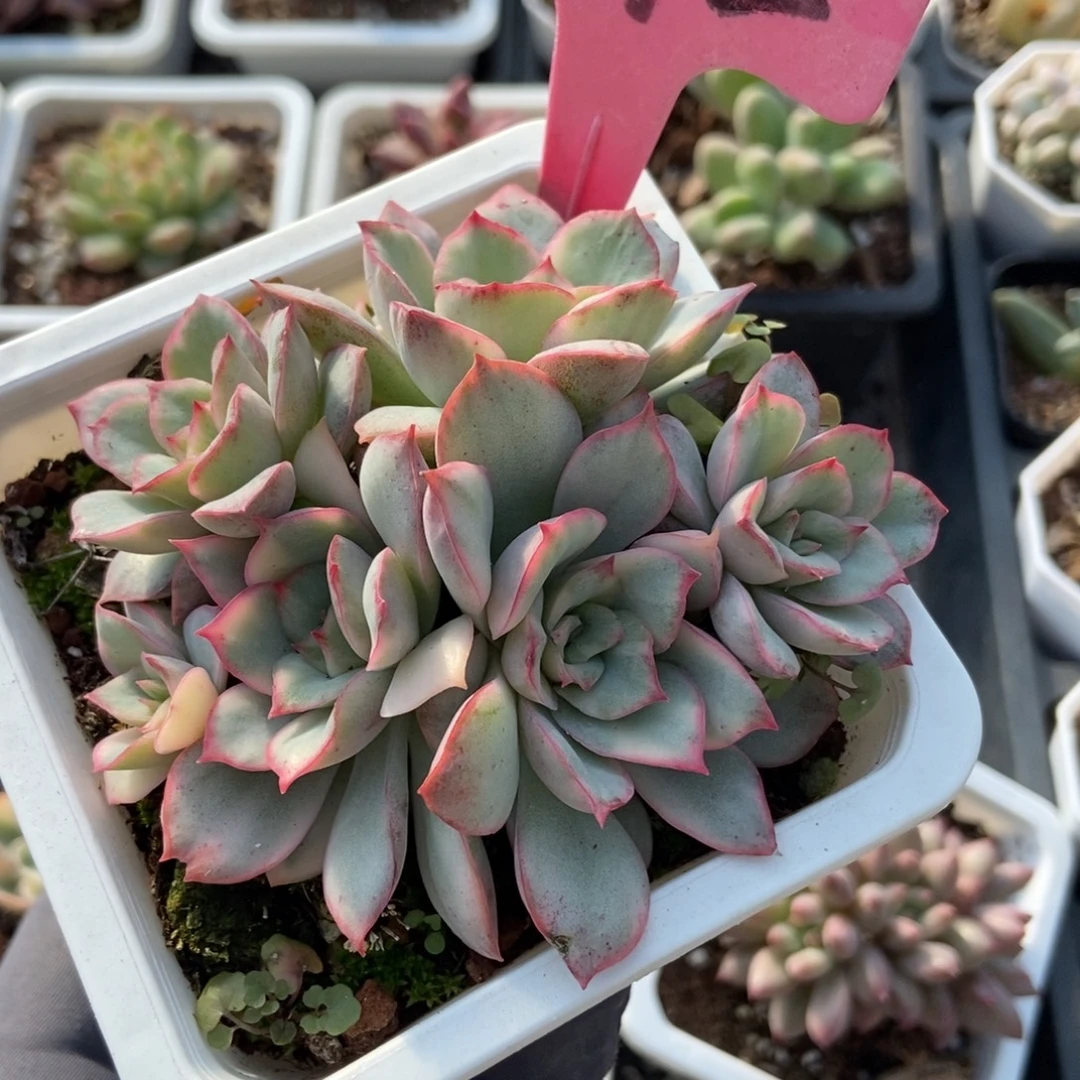 1892月光女神锦多肉植物