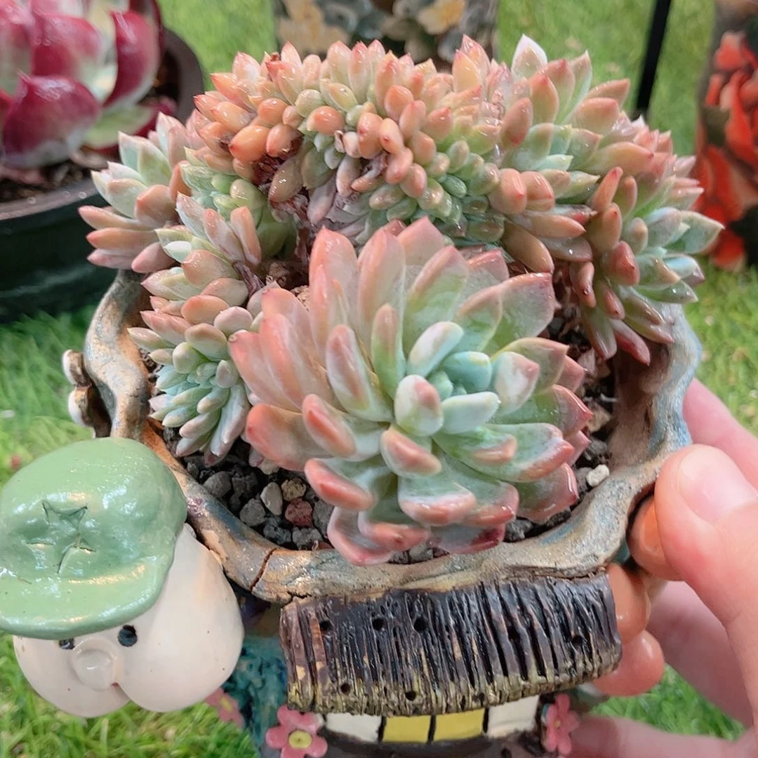 原始紫罗兰缀化多肉