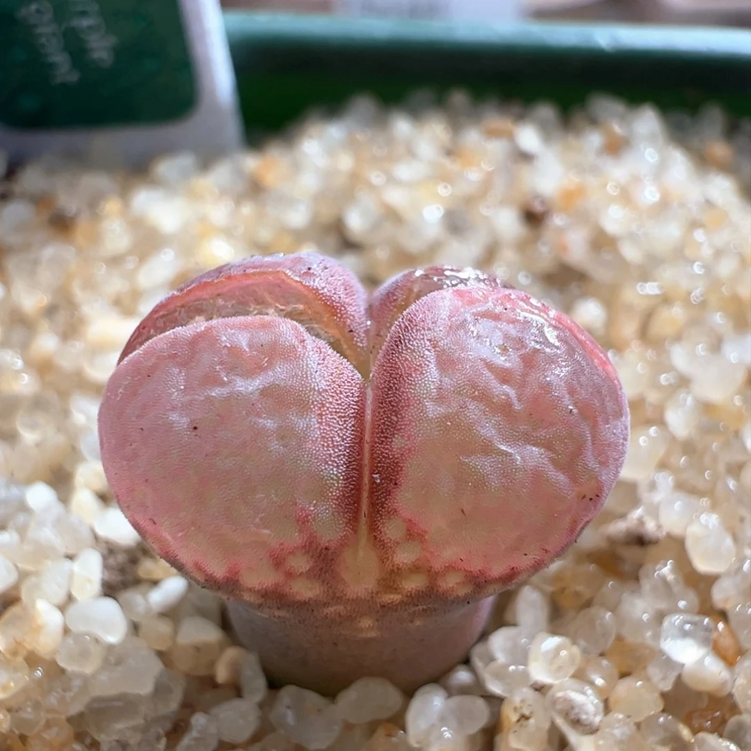 613。1804.5红宝石