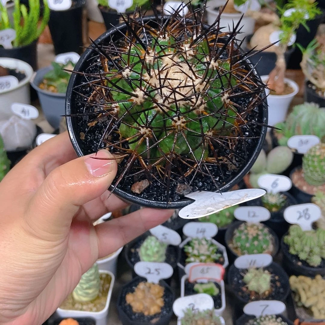 栗星玉一个一物一拍