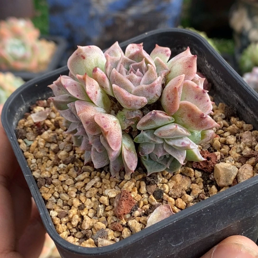 韩系海林娜精控群生一物一拍