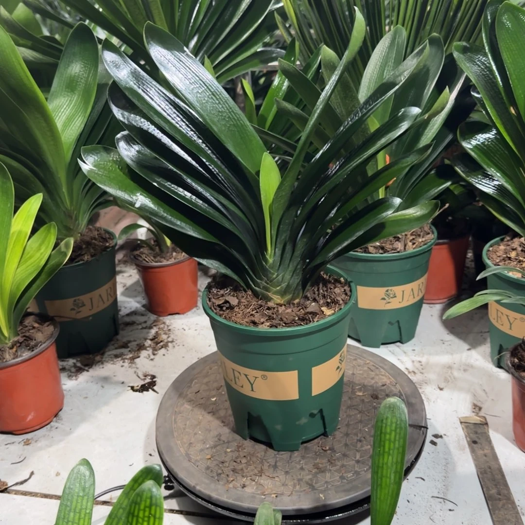 完全开放一物一拍