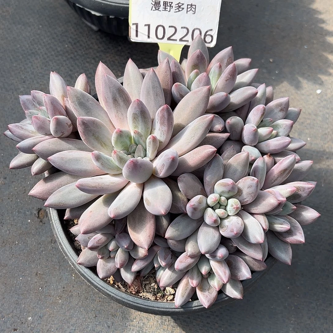 1102206 水晶球美人9头群