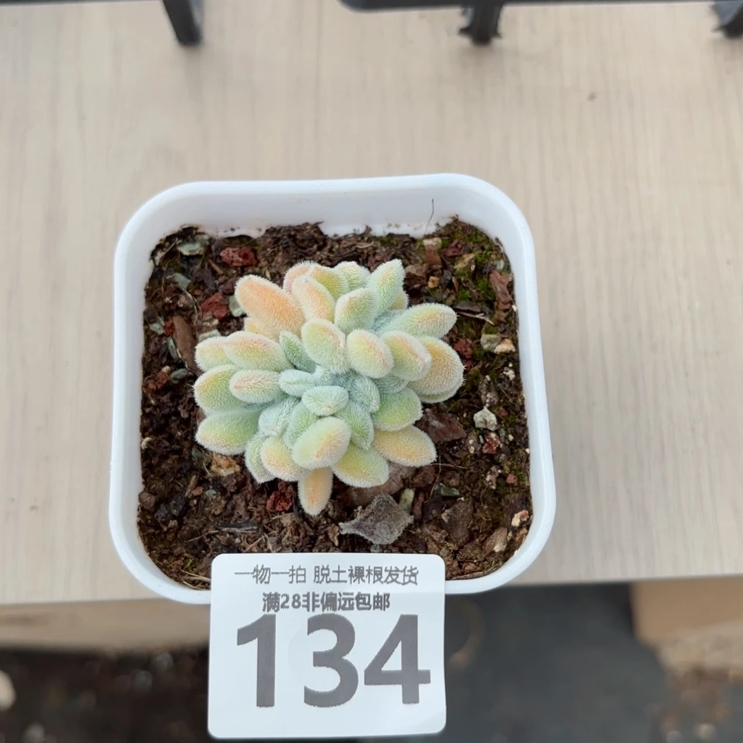 雪晃星缀化无盆土发货