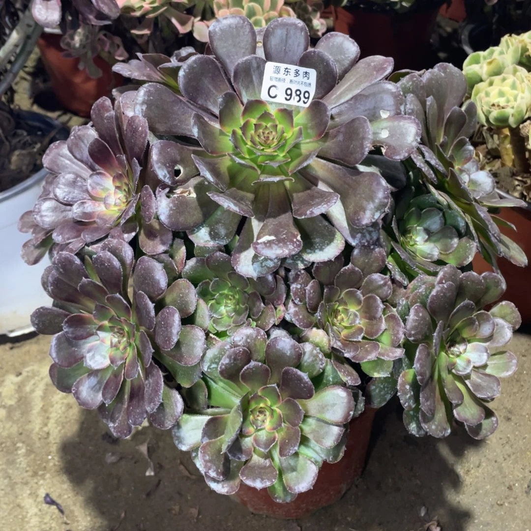 979黑天使多肉法师断枝不包