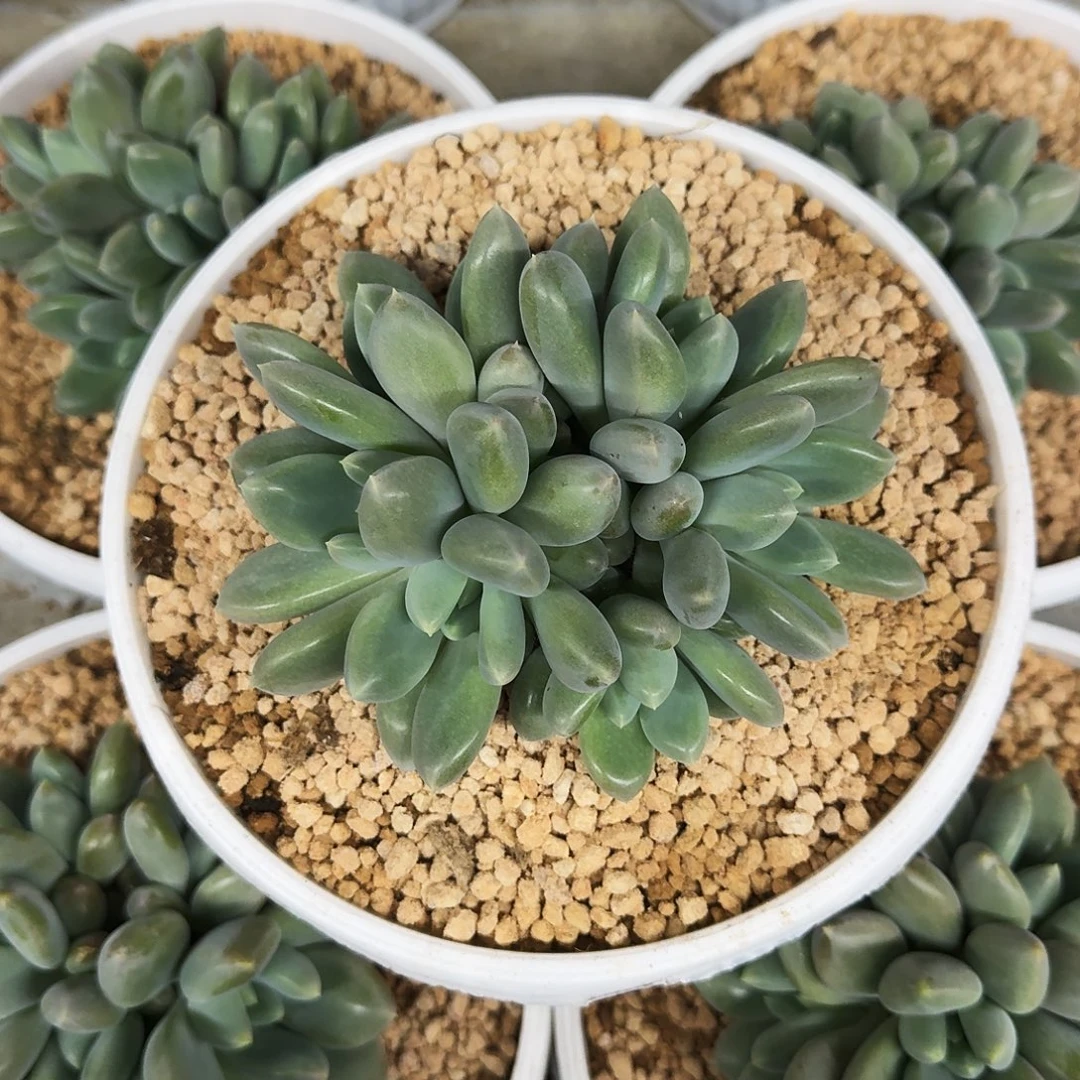 黄胖体 哥特 6头 一物一拍