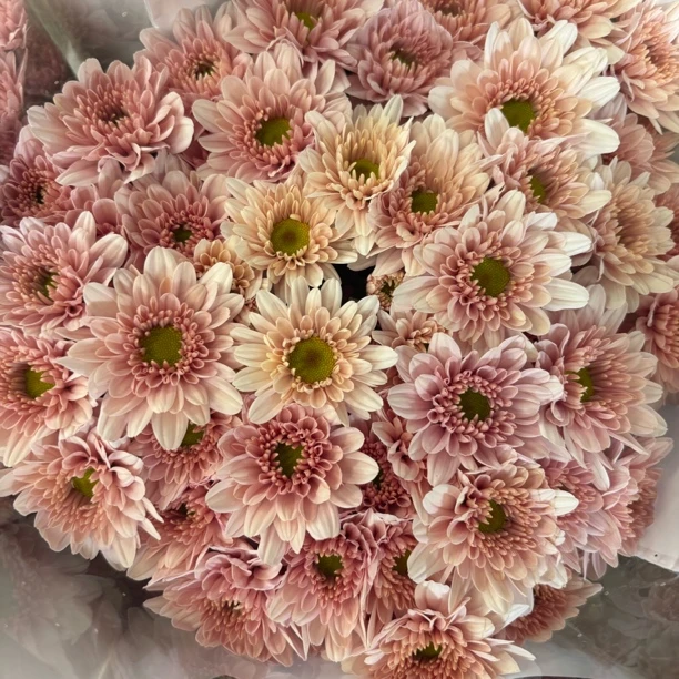 香槟汉城 小雏菊9支+1支损耗