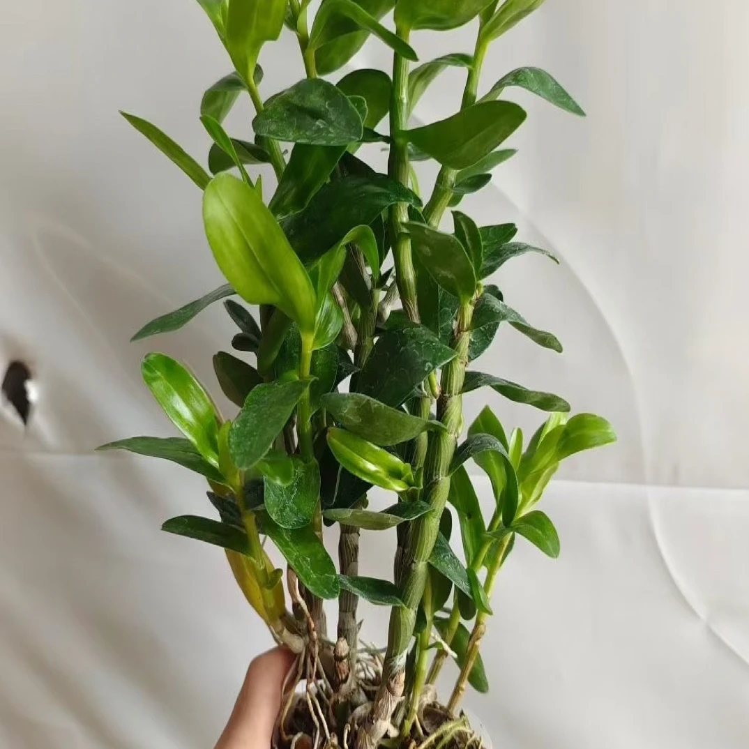 组合石斛 2盆 好养活 花期长