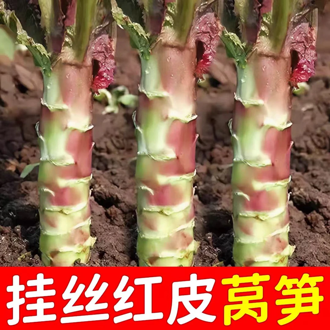 【ZS】挂丝红莴笋种子秋冬菜莴笋种籽脆香红 莴笋田园蔬菜籽青绿