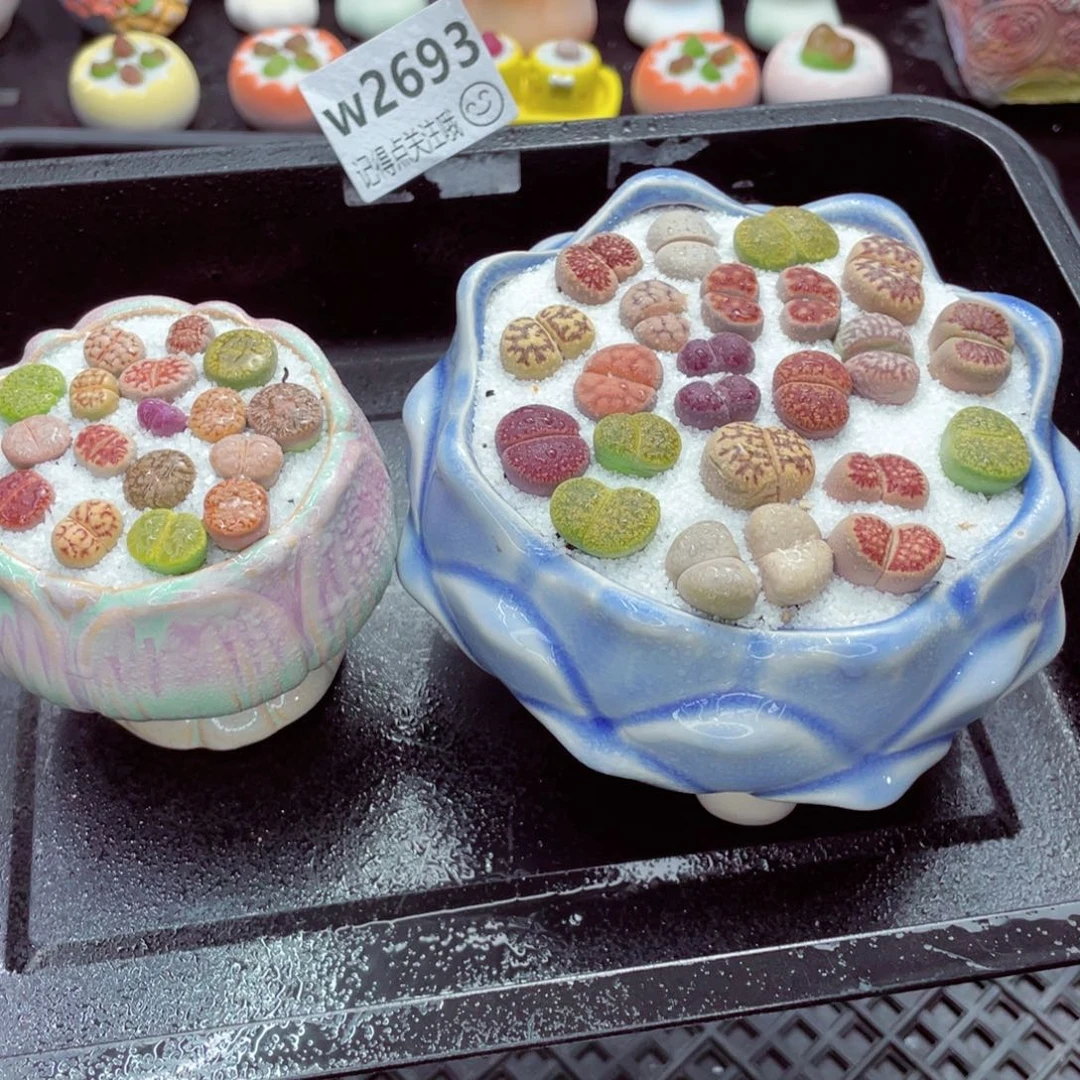 w2693 带盆土发货一物一拍