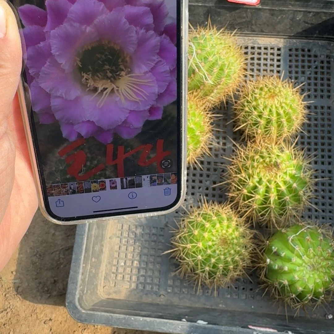 236毛花柱44歪无根侧牙6公分左右，20包邮