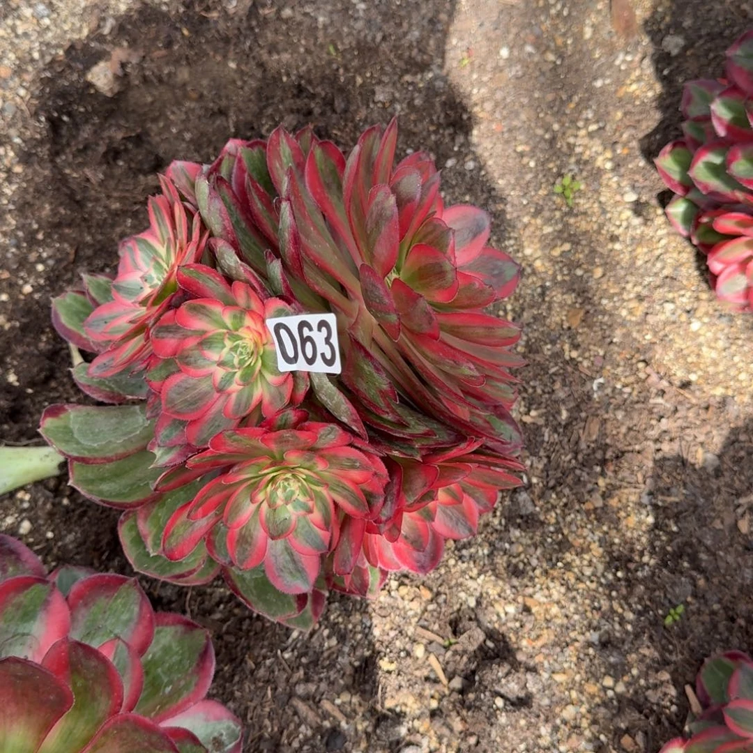 063多肉植物拉菲皇后