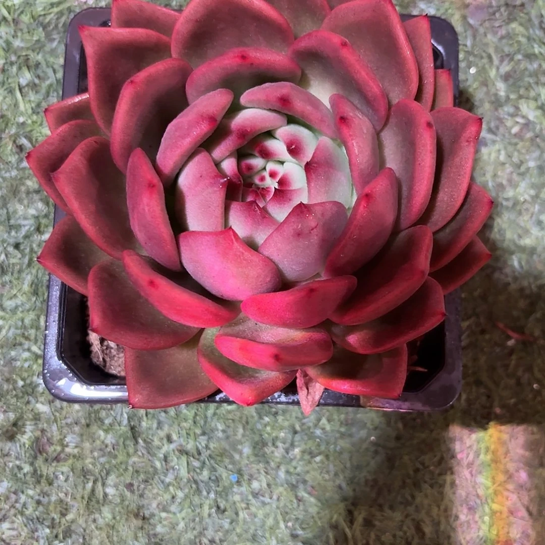 红钻多肉多肉多肉多肉多肉多肉