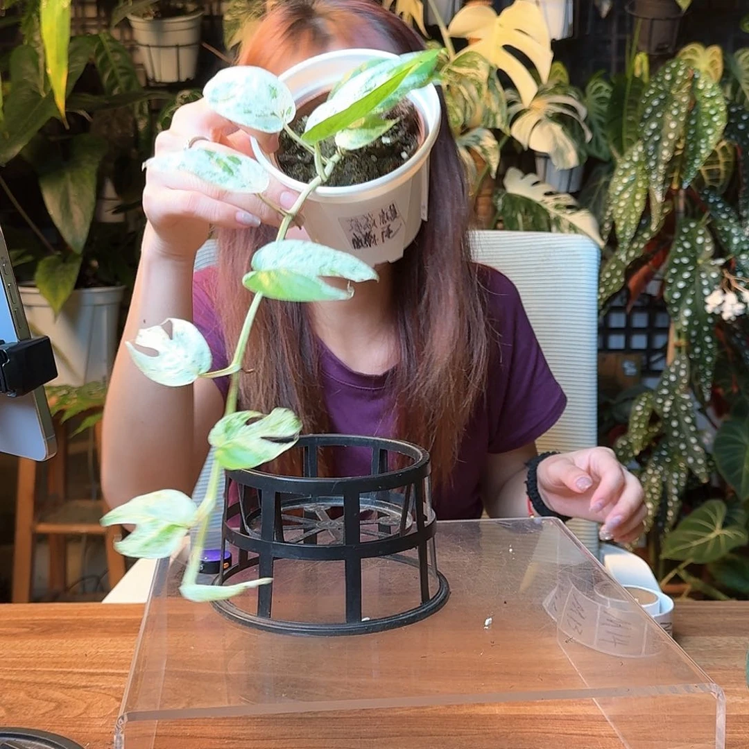 E***、无花朵一物一拍M10