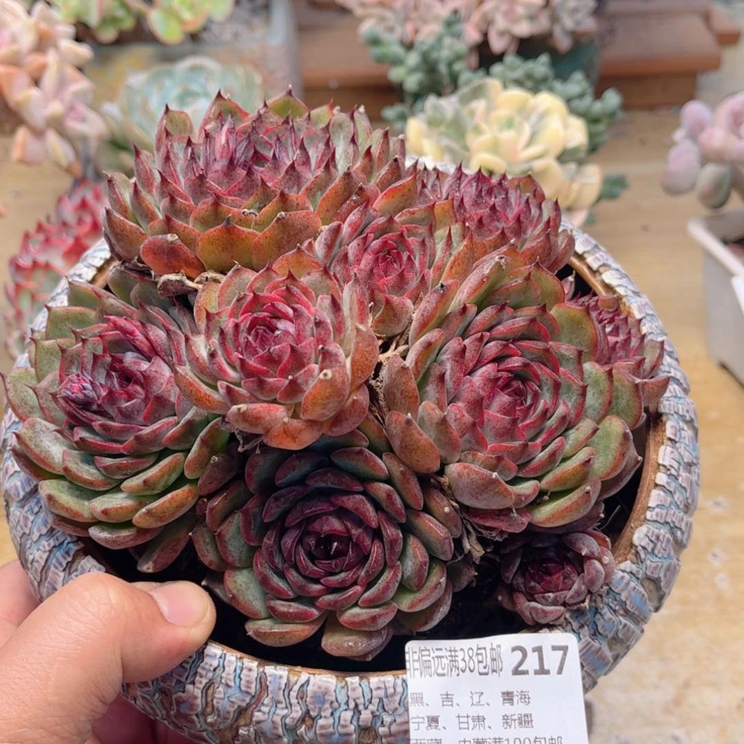 217蓝色妖姬德华多肉