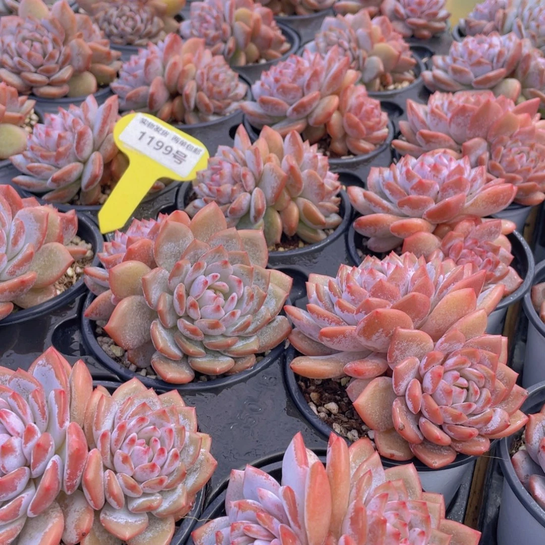 1199号 星星橙大双头一个