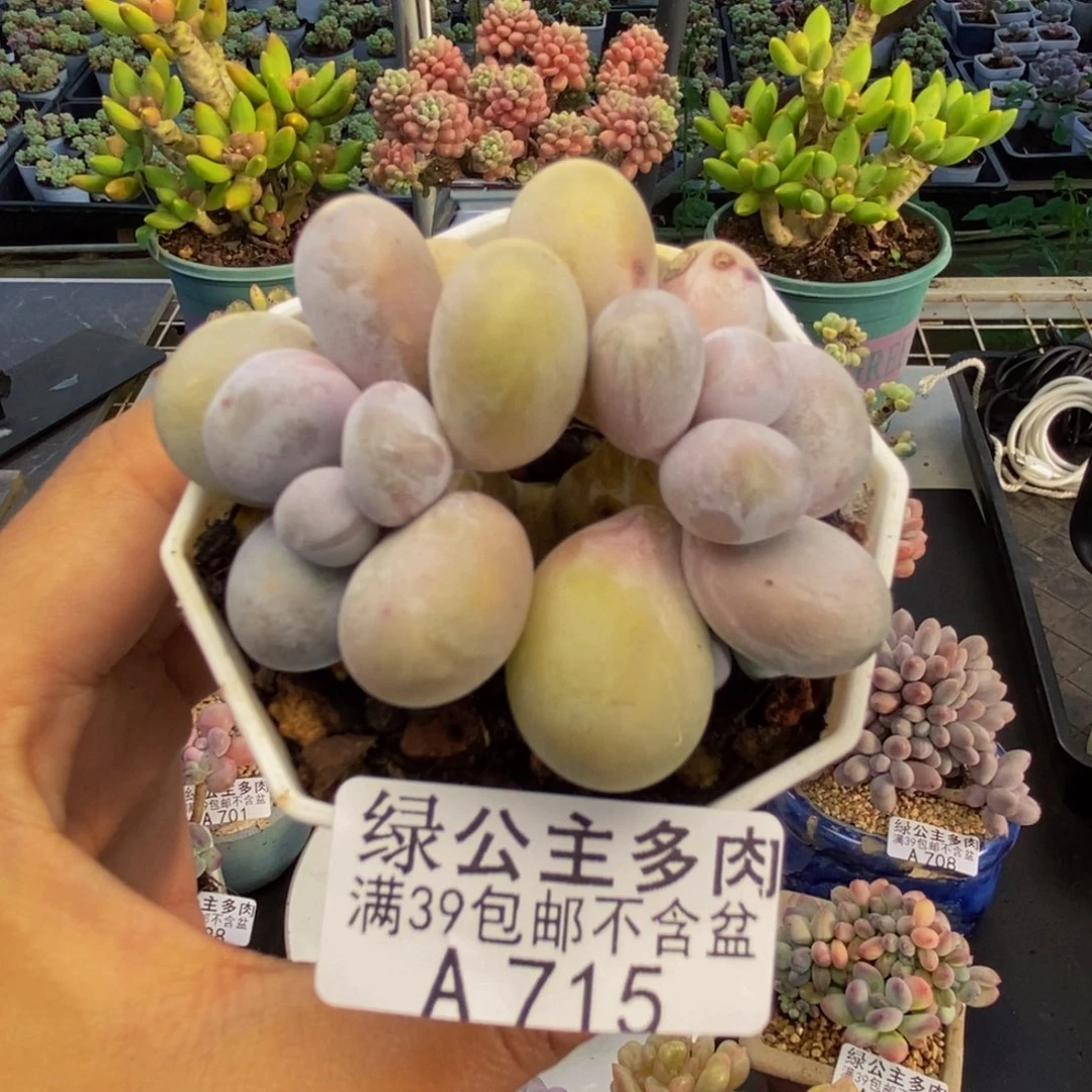 715水光针多肉5c m