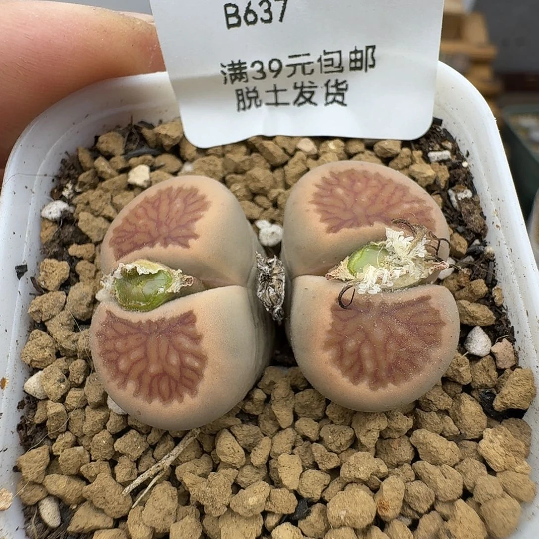 637多肉哈哈给哈哈哈哈哈