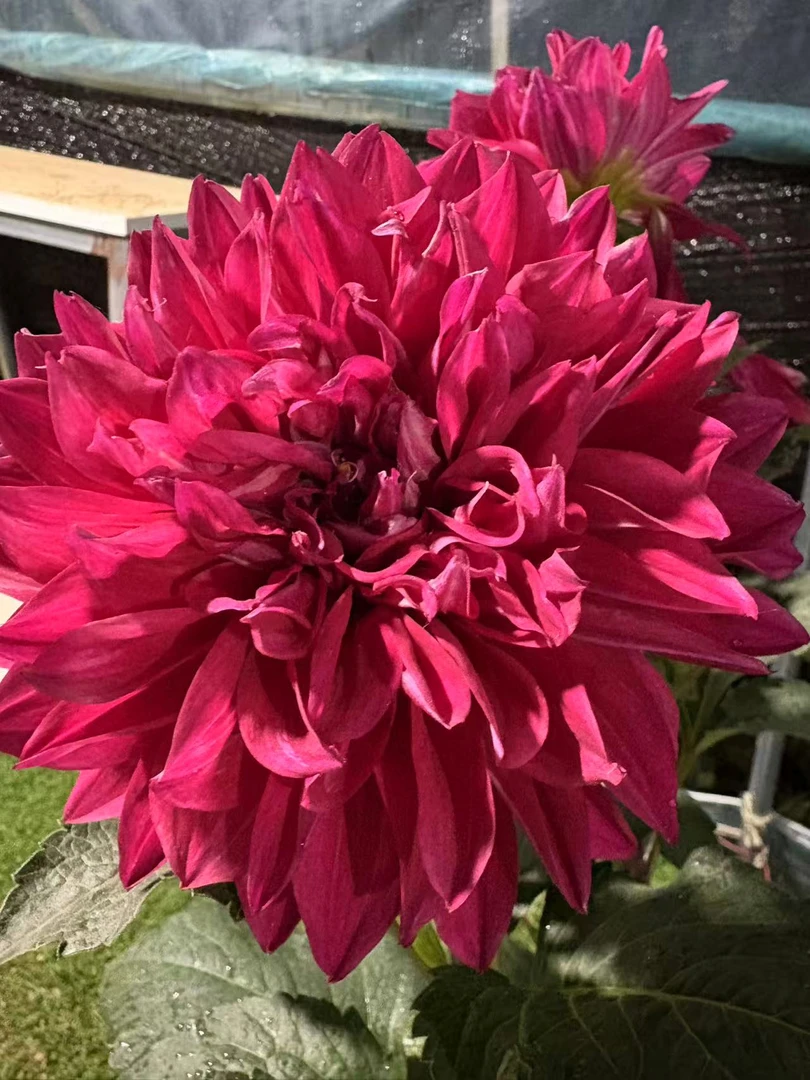 （大牡丹）大丽花种球盆栽