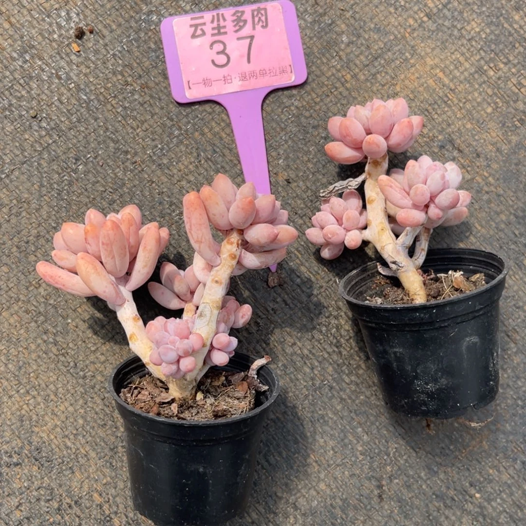 琴***屿云尘多肉一物一拍37