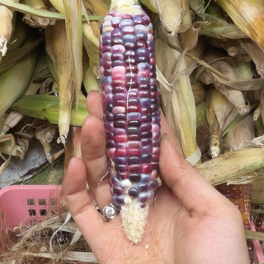 w***i柏香籽/百香籽吊坠