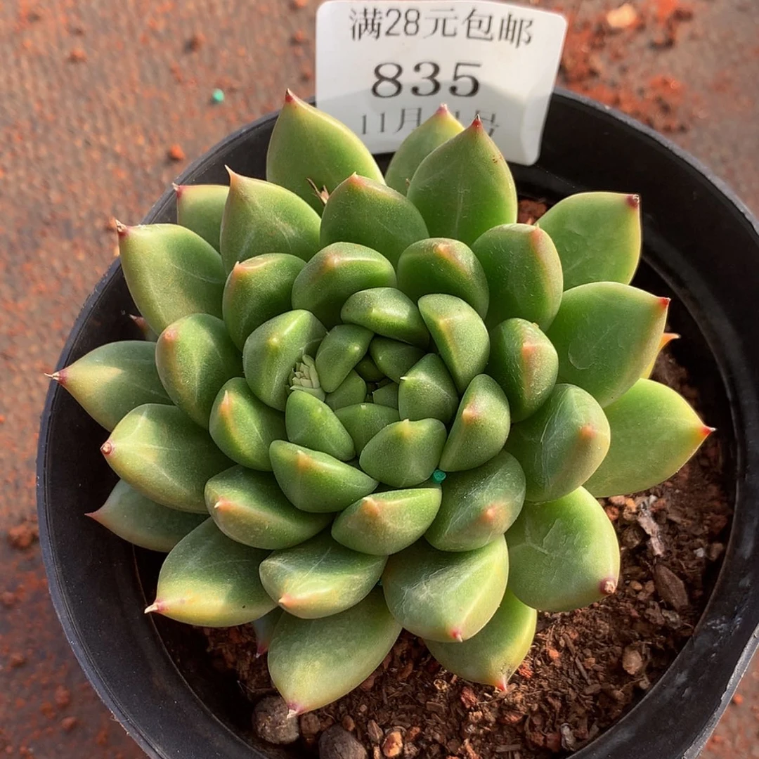 【闪购商品】云835号