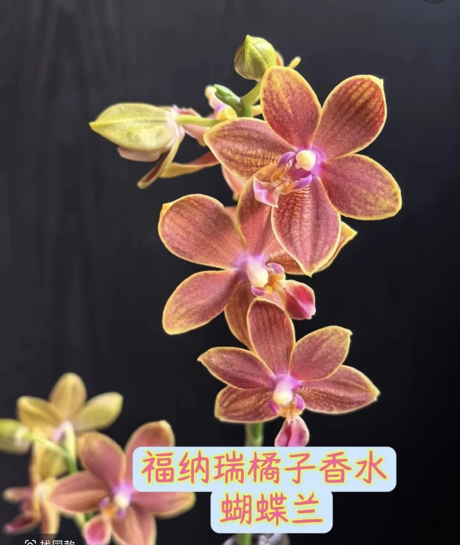 【橘子香水】蝴蝶兰橘子香水3.5寸未出梗发货