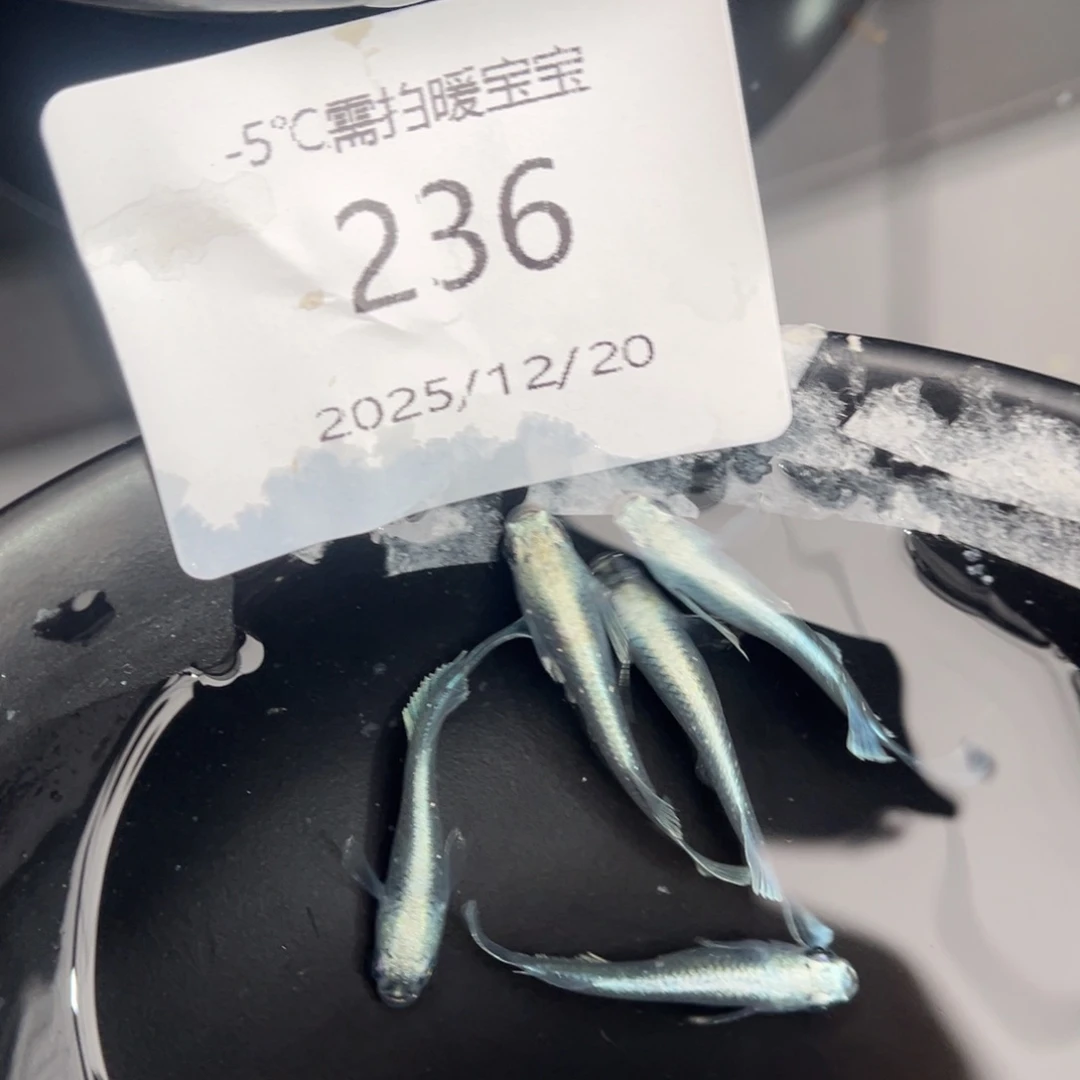 青鳉鱼236玛利亚宽鳍五尾