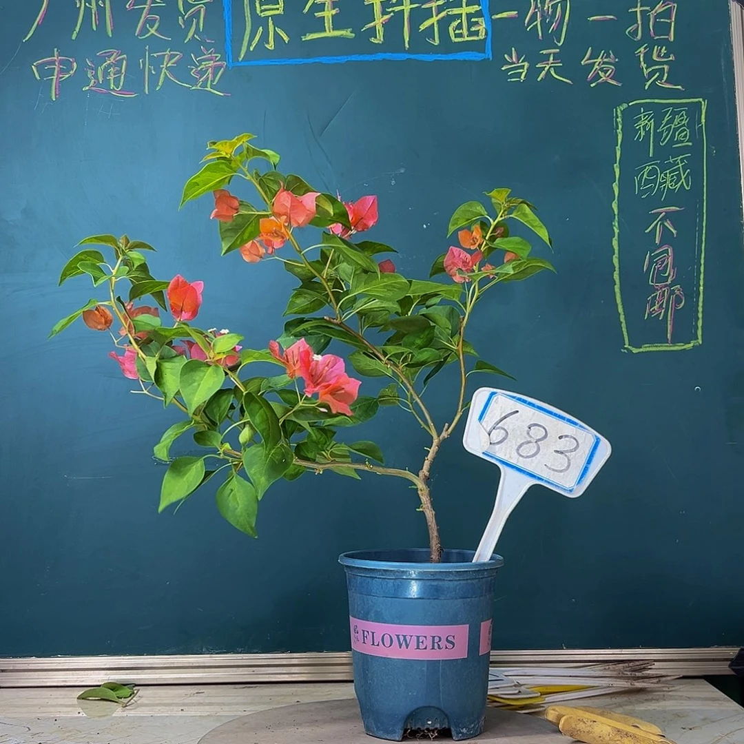 当前无花栽培后可以开花暗斑夕阳红 683