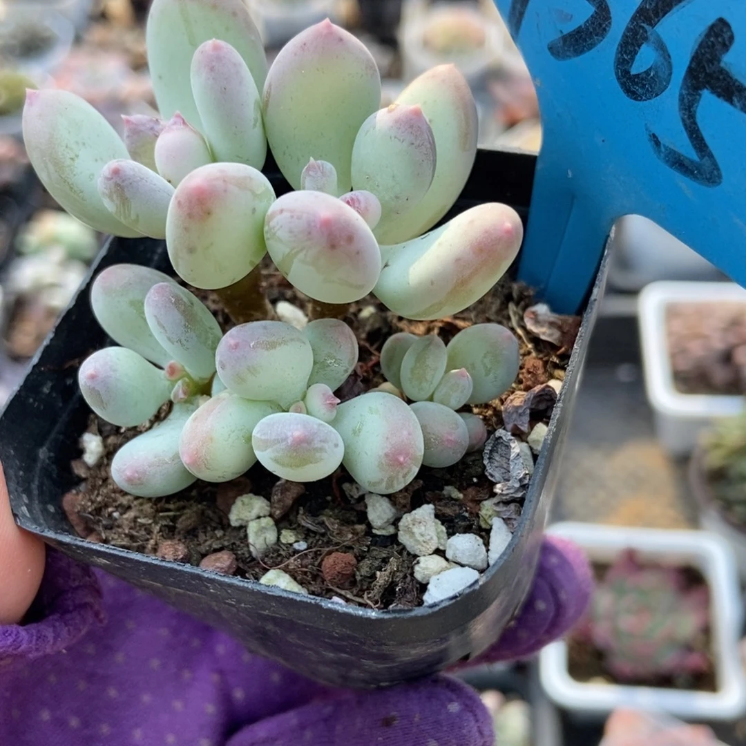 7365三日月奶酪多肉