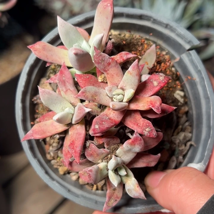 1900哈哈哈哈哈哈哈