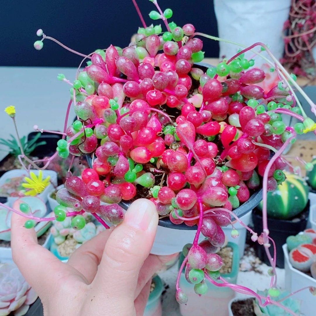 紫玄月紫玄月紫玄月