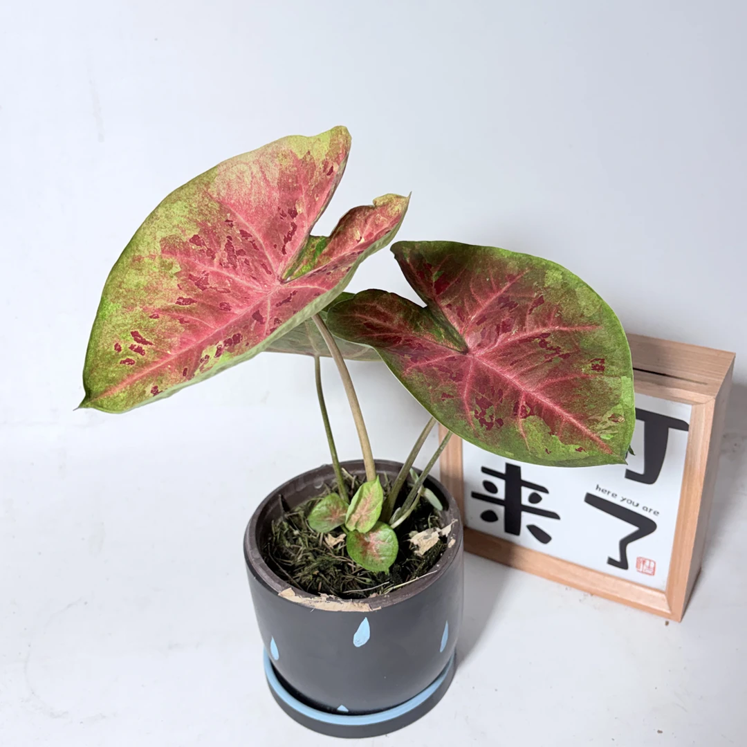 泰彩【米奇彩叶芋】室内观叶植物网红ins风懒人绿植