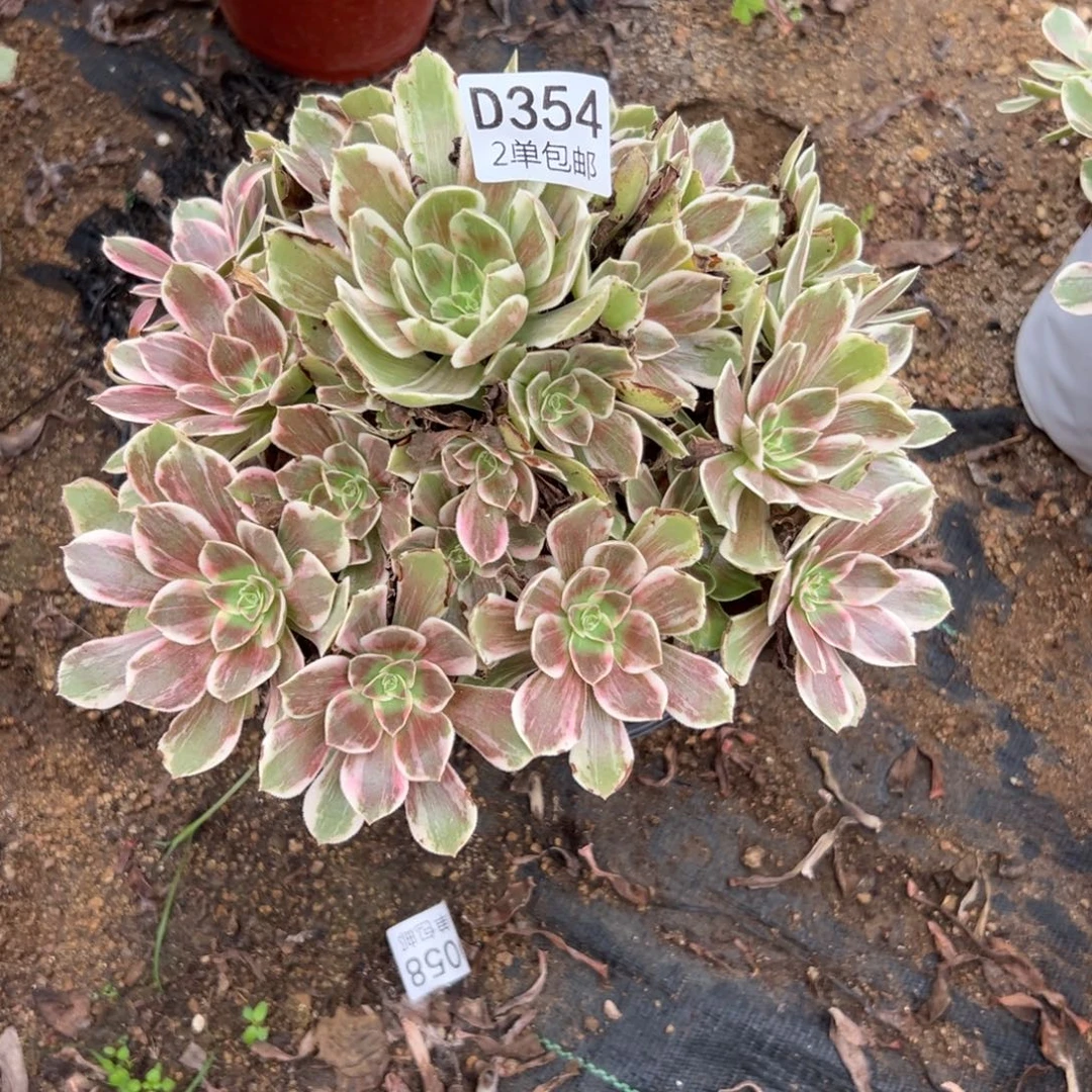 354多肉 浣纱不包断头