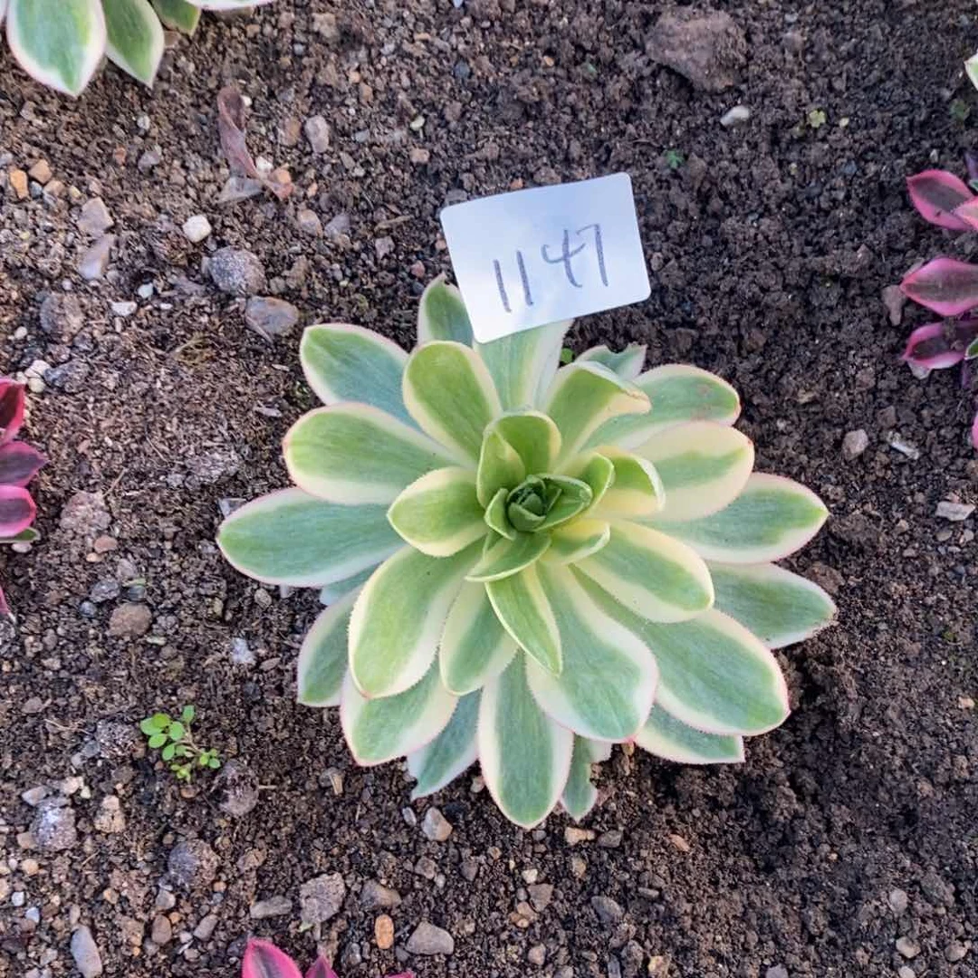 1147青莲8厘米多肉植物