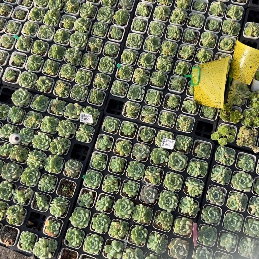 甜混60盆左右量拍满20包邮