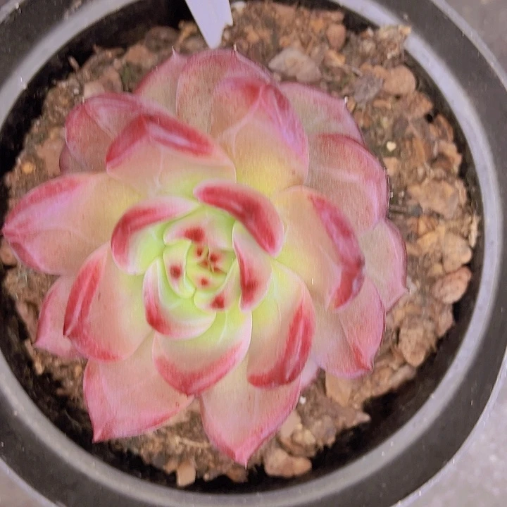 壹***顺58//////—//——-//////