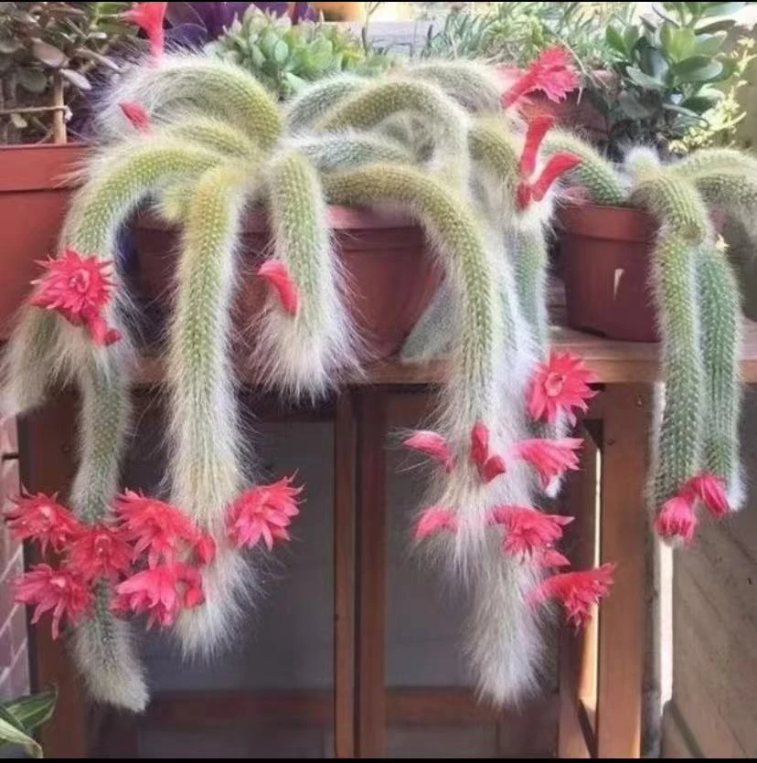 特价开花九尾狐多肉植物长毛系列阳台盆栽防辐射绿植
