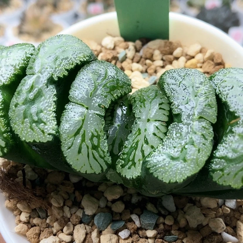 【闪购商品】三绿岛186