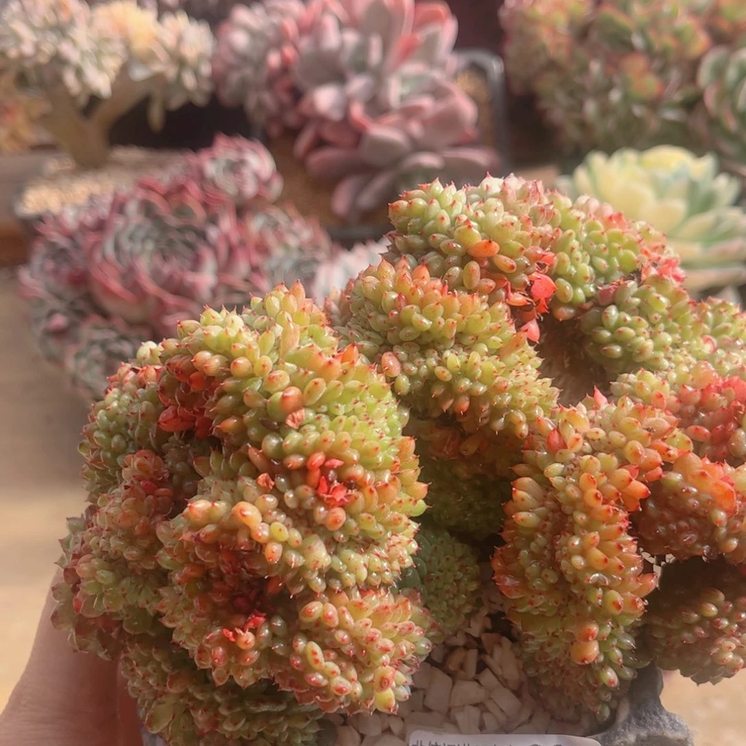 231白胖子缀德华多肉