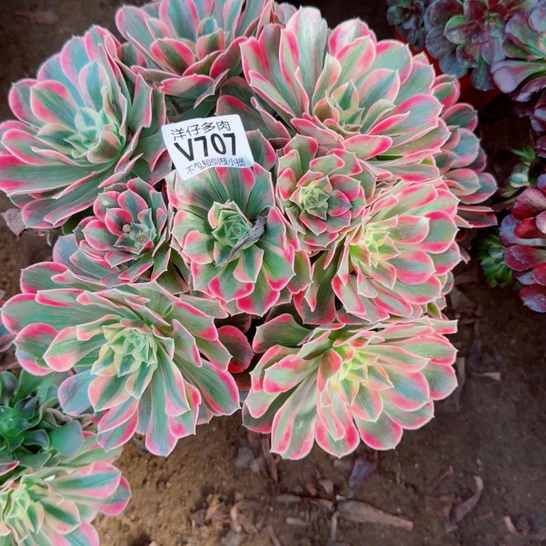 女妖发师707冠幅28左右