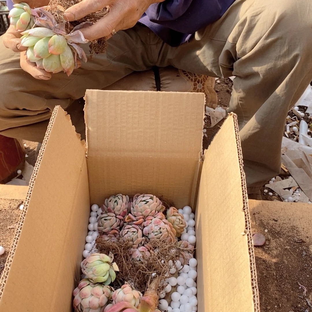 手*儿19.9混装123456