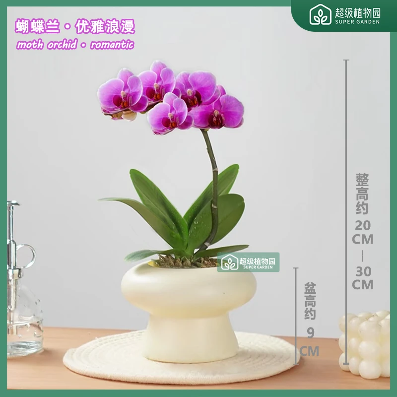 【1-2花剑带花带花苞发货】稀有蝴蝶兰波斯猫盆栽室内花卉多季开花