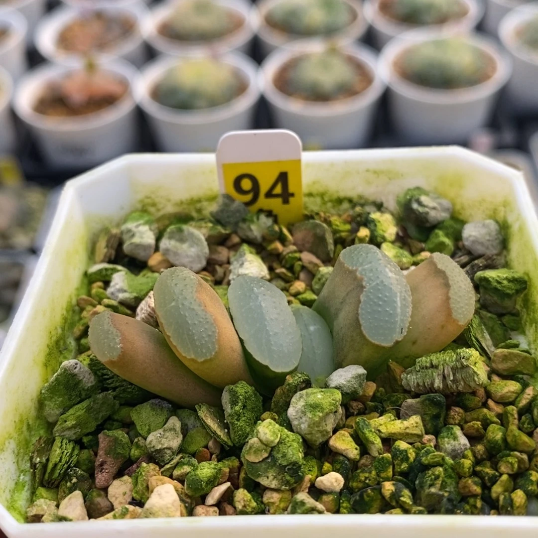 94传奇蓝十二卷多肉植物