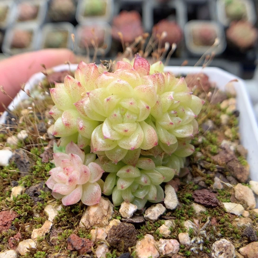 E65定繁优选编号小脸朵朵群