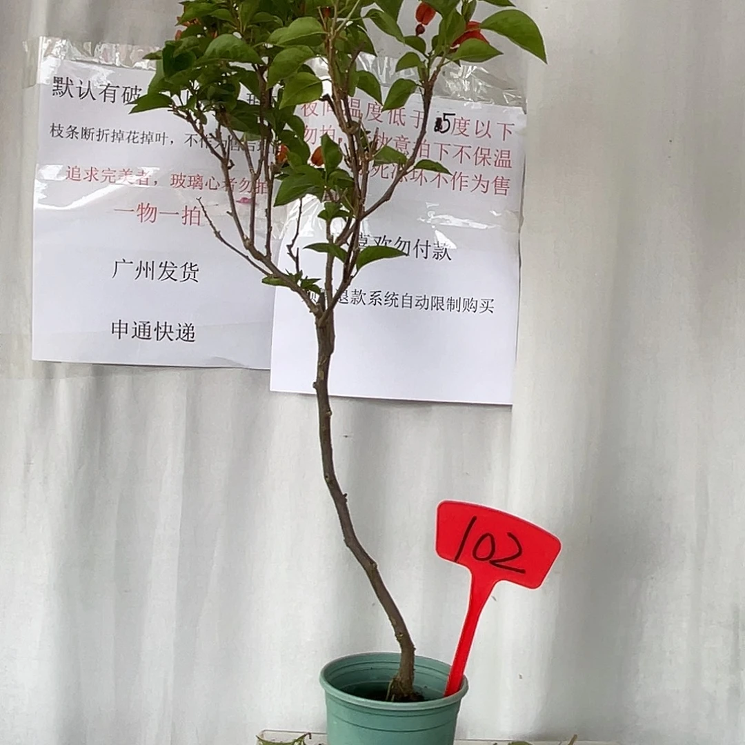 当前无花栽培后可以开花102同安红