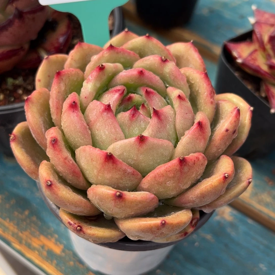 从前前慢多肉精选编号0217.117