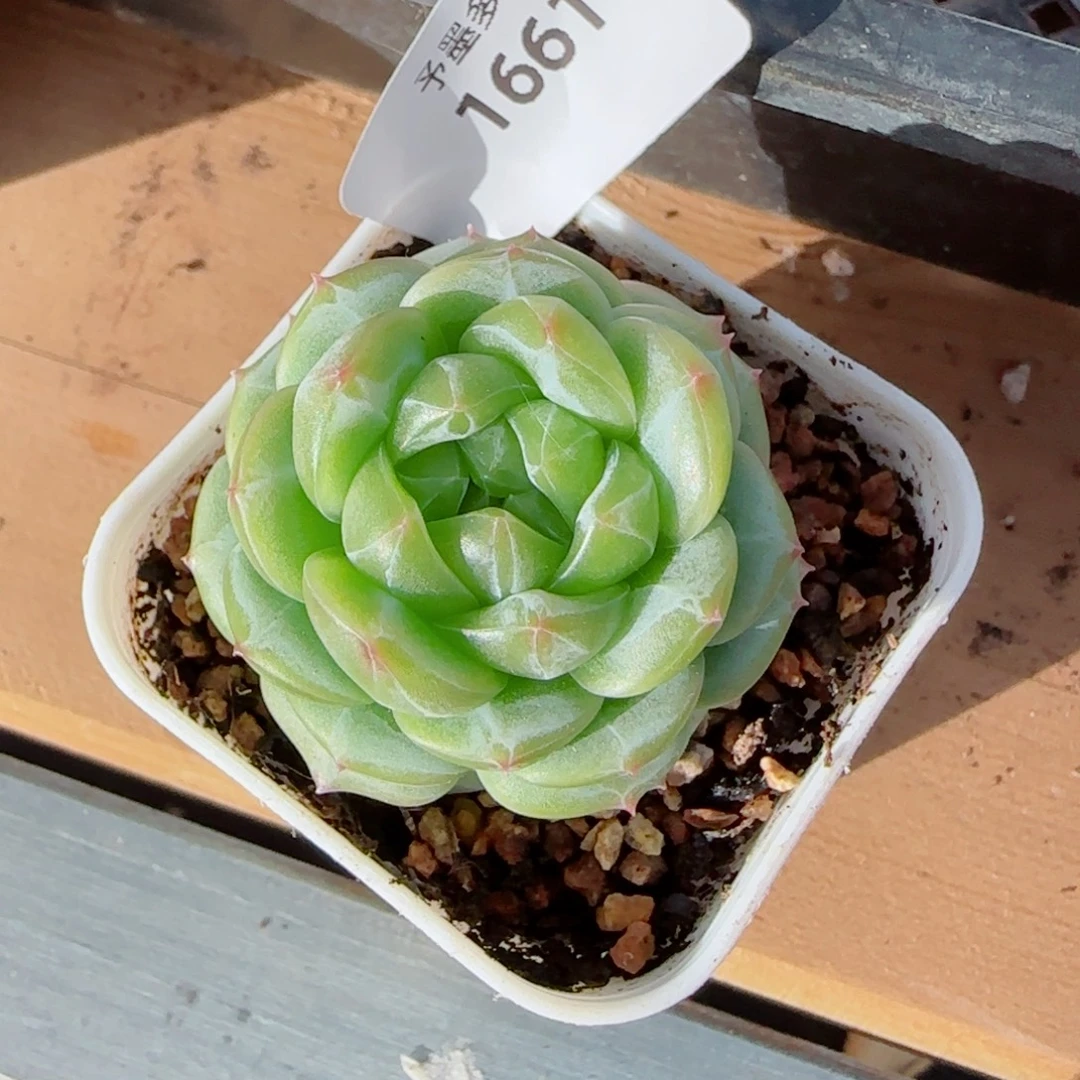 绿体财富密码，1661多肉植物